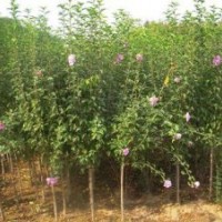 送貨上門(mén)木槿.火棘.紅瑞木.云南黃馨,金邊黃楊.繡線(xiàn)菊