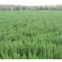 2013年龍柏價(jià)格/直銷2013年龍柏價(jià)格