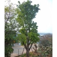 大黃葛樹，瀘州大黃葛樹，黃葛樹苗圃