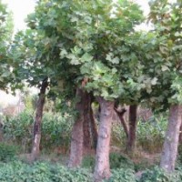 長期供應法桐,白蠟,國槐