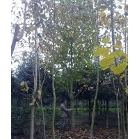 供應(yīng)白玉蘭 價(jià)格