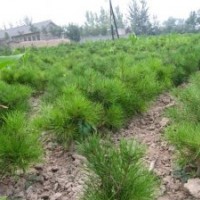 供應(yīng)4-6米油松 3-5米白皮松 3-5公分毛白楊 6-8公分桃樹(shù) 裸根桃樹(shù)