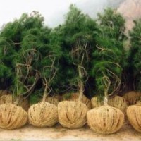 西安優(yōu)質(zhì)白皮松苗木供應(yīng)