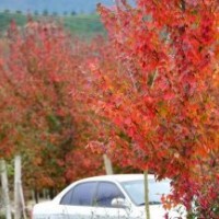 美國(guó)紅楓 紅花槭