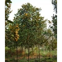 鄢陵低價出售6—10公分紫玉蘭，廣玉蘭，白玉蘭