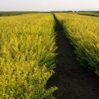 金葉.小葉女貞.金森女貞.紅葉小檗.大小葉黃楊
