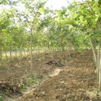 大甩賣8000棵5-8分宮粉紫荊花紅花羊蹄甲