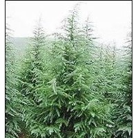 專業(yè)雪松種植基地價格優(yōu)惠