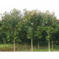 最新廣玉蘭價格廣玉蘭訂購