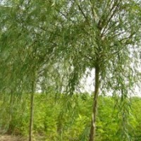 出售綠化苗木：速生柳，火炬，金絲柳，垂柳，旱柳，金葉榆