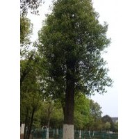 湖南香樟|益陽香樟|骨架香樟