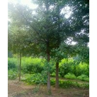 供應(yīng)國(guó)槐 山東國(guó)槐 北京國(guó)槐 山東國(guó)槐基地