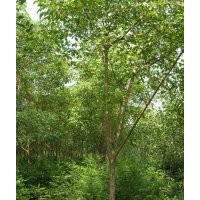 供應(yīng)重陽木、榔榆、杜梨、紅梅、鵝掌楸、桑樹、杜英