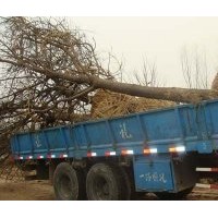 元寶苗木基地出售8公分裸根截干國(guó)槐苗,速生國(guó)槐,國(guó)槐基地