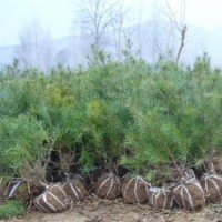 黑松樹(shù)苗 山東黑松樹(shù)苗 山東黑松樹(shù)苗價(jià)格