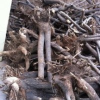 流蘇 牛筋 牛津 茶葉樹 油流 8-40cm