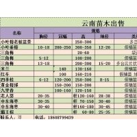 小葉榕樹樁；小葉垂榕、大型三角梅、中東海藻、老人葵、霸王棕