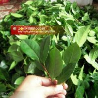 六角大紅茶花枝條出售