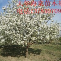 河北懷來大華苗木基地出售八棱海棠樹