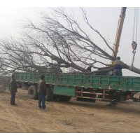 長期供應(yīng)大規(guī)格原生國槐