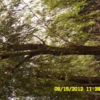 高質(zhì)量柳樹低價(jià)格供應(yīng)