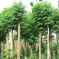 大量供應(yīng)湖南欒樹