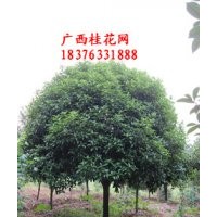 低價(jià)出售直徑5-35公分桂花樹(shù)！