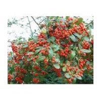 紅潤木 紅王子錦帶 連翹 珍珠梅 珍珠繡線菊 平直荀子