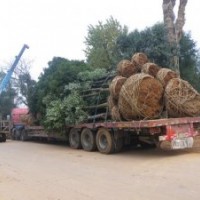 常德香樟樹(shù)益陽(yáng)香樟樹(shù)寧鄉(xiāng)香樟樹(shù)飛機(jī)場(chǎng)香樟樹(shù)