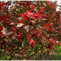 多種北美海棠樹苗