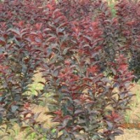 鄢陵太陽李、西豐太陽李、昌黎中華太陽李、