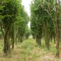 供應(yīng)20-90公分大國槐