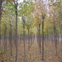 原產(chǎn)地供應(yīng)白蠟