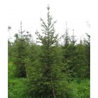 苗圃低價(jià)出售云杉，茶條槭，國槐，蒙古櫟