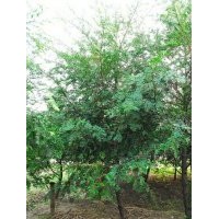 紅豆杉小苗大苗有售