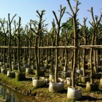 供應(yīng)黃瑾 海南紅豆 桃花心 麻練 藍花楹