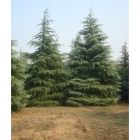 雪松.欒樹.櫻花