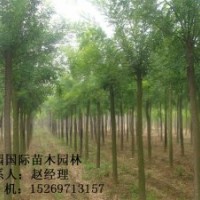 8公分國槐低價供應