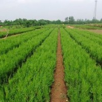 60油松圖片60油松價格60油松造型