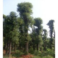 免費(fèi)提供各類重慶香樟樹，湖南香樟，浙江香樟