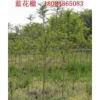 供應(yīng)藍花楹