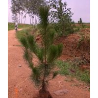 油松苗營養(yǎng)袋小苗