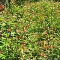 五角楓苗 五角楓苗 五角楓小苗