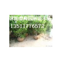 供應(yīng):黃楊,冬青,鋪地柏,叢生紫荊,西湖海棠,檜柏