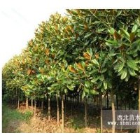 供應(yīng)句容廣玉蘭