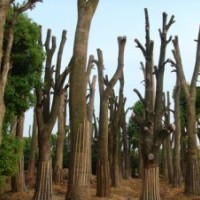 長沙跳馬：香樟苗木，湖南移栽香樟苗木產(chǎn)銷量旺盛