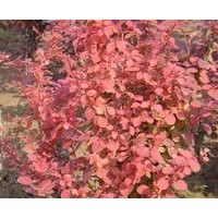 低價供應(yīng)美國紅櫨