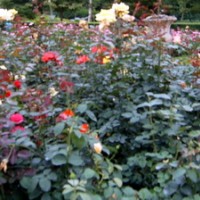 供應(yīng) 月季 大紅袍 香水月季