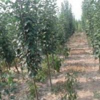 八棱海棠樹苗/八棱海棠樹價(jià)格(圖)