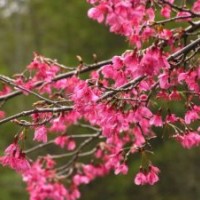 批發(fā)福建紅花山櫻花